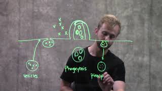 Endocytosis and Exocytosis