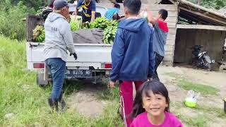 panen KAKAO dan PISANG serta serunya ramai-ramai. #petanimilenial #pejuangrupiah @bacoyoutube