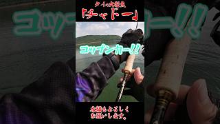 【モンスター】タイの大型魚・チャドー【フィッシング】 #fishingvideos #釣り #タイ