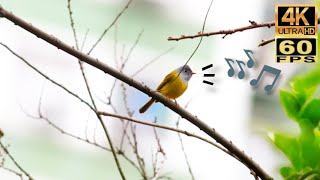 🎶香港冬候鳥：方尾鶲 Winter birds in Hong Kong : Grey-headed Canary-Flycatcher ハイガシラヒタキの鳴き声