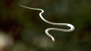 "Flying" Snake's Secret Revealed