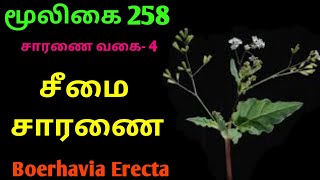 சீமை சாரணை|boerhavia erecta|seemai mookkirattai|cheemai saranai|Alasal