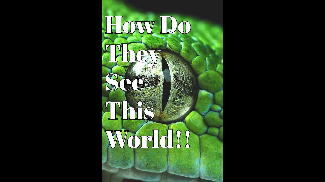 How Do Snakes See - YouTube