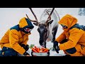 rescuing an injured reindeer covered in honeycomb like holes