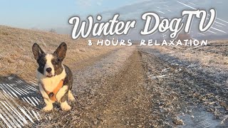 ❄️ 8 Hour of Winter Dog TV 🐶 Relaxing TV for Dogs 🐾 Calming Music \u0026 Peaceful Video for Dogs to Watch