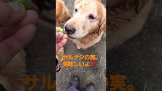 サルナシは甘くて美味しい。　Autumn is a fruitful season in Japan. #dogs #shorts