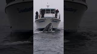 This Humpback Whale Checks Out the Whale Watching Boat in Monterey,#viral #india #shorts #youtube