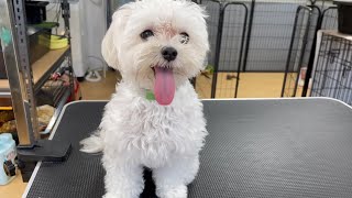 【モデル写真を見てカット】マルプーのロン君(1歳3ヶ月)をシャンプーカット！ #maltese #toypoodle #マルチーズ #トイプードル #マルプー