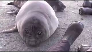 Seal Bwomp