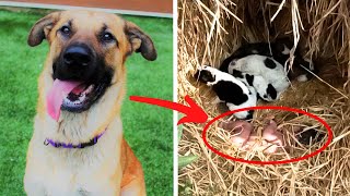 Abandoned Baby Survives After Puppies Cuddle Up To Her