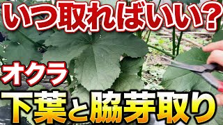 【見たらやれ！】オクラ栽培成功のための作業内容について