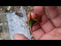 borneo heteroptera true bugs wanzen