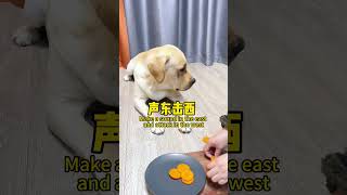 【旺仔很忙🐶Wangzai is busy】当带狗子坐电梯，能有多卑微...How humble can it be to take your dog on an elevat