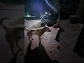 animals 1_2_3 and fun is live  feed cute 😍 street dogs tutu 🐕 and moon 🐕 at night 🌙