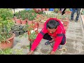 गमले में 20 किलो टमाटर उगाने का तरीका रामविलास जी का 22 साल का अनुभव tomato plant care