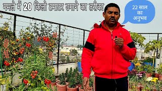 गमले में 20 किलो टमाटर उगाने का तरीका रामविलास जी का 22 साल का अनुभव || Tomato plant care