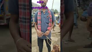 சிரோகி இன ஆடுகள் குட்டிகள் கிடாய்கள் கிடைக்கும் #kunnathurgoatmarket #goat#viral#shorts #shortsfeed