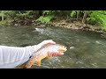 penns creek pa euro nymphing wild brown trout