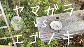 庭木エゴノキの種を食べにヤマガラが来る庭