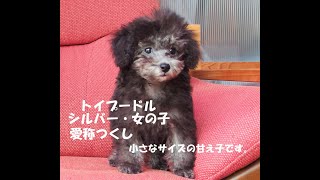 トイプードル・シルバー子犬 愛称つくし（生後2ヶ月）