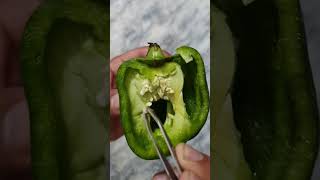 From Seed to Sprout: Witness the Magical Capsicum Germination