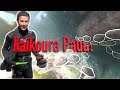 KAIKOURA ABALONE! Catch & Cook - Reopening of the Kaikoura Paua fishery after a 5-year closure!