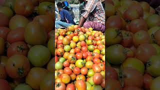 বতর্মান বাজারে পাকা টমেটো #tomato price bangladesh