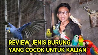 BURUNG JENIS APA YANG COCOK UNTUK KALIAN PELIHARA ? HARGANYA BERAPA ? KITA REVIEW SEMUANYA !