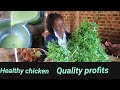 How I use Neem leaves to cure chicken diseases in my poultry farm 🙏