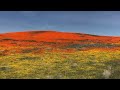 加州～羚羊谷罂粟保留区 antelope valley california poppy reserve