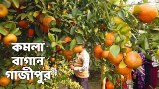 komola bagan gazipur ! Orange orchard ! gazipur ! কমলা বাগান ! কমলা বাগান গাজীপুর ! ফল বাগান !