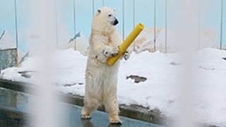 「動きが人間くさい」ホッキョクグマ　ネットで話題　釧路市動物園