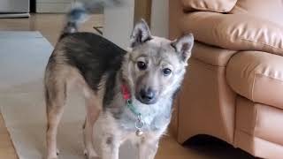 野犬の保護子犬・大雪、しっぽをいっぱい振ってます🎶