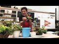 『グッデイチャンネル』室内用ハイドロカルチャーを使った寄せ植え