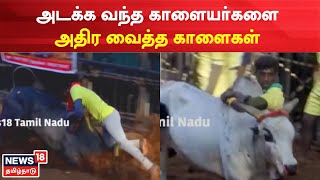 Madurai Jallikattu | காளைகளை அடக்கும் காளையர்கள் சூடுபிடிக்கும் அவனியாபுரம் | Pongal 2023 |