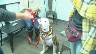 Pets find forever homes at Cincinnati Animal Care's Halloween Bazaar event