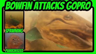 😮 “Living Fossil” Bowfin Attacks Underwater GoPro | Spawning Bowfin and Pumkinseed