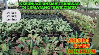 JUAL TANAMAN HIAS AGLONEMA MURAH MERIAH HARGA GROSIR