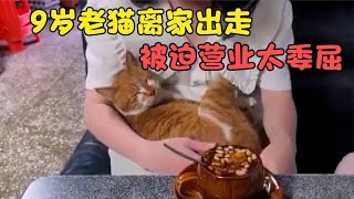 9岁老猫突然离家出走，到底是为什么？？#萌宠 #萌宠【疯狂的宠物】