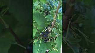 Black Currants in Ontario, Canada -