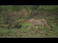 majestic male lion on honeymoon