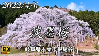 2022 淡墨桜 満開 見頃 根尾谷淡墨ザクラ 4K 自然映像