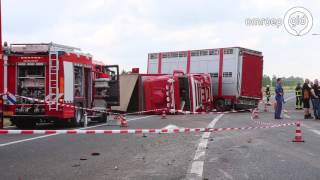 A15 dicht door stieren op snelweg