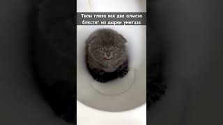 😹Самые Смешные Животные | Приколы С Котами 2023 | Funniest Cat Video 2023