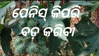 ପେନିସ୍ କିପରି ବଡ଼ କରିବା #pahadi #trendingvideo #trending