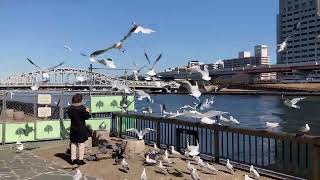 Seagull Horde　Sumida River 　Shirahige Bridge　隅田川　カモメ　白鬚橋　2022年2月25日(金)  　カモメの大群