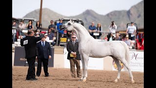 EL JAHEZ WH  - Chamion at Scottsdale 7yrs \u0026 Older Stallions competition