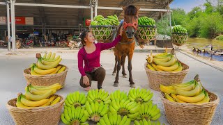 Harvesting bananas and using a horse to carry them to the country market - Farm Life