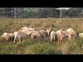 amazing male sheep grazing time beautiful sheep sound animal videos @aaamvlog