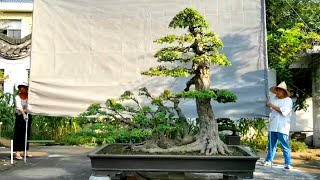 15 Typical Chinese bonsai works (Ep. 05)